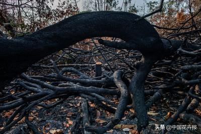 搬去热带雨林不现实，那就把雨林缸带回家吧