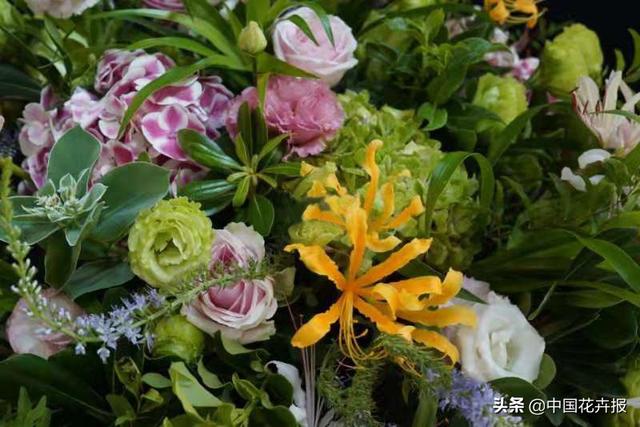 “花开不见叶，叶生不见花”，原来说的就是石蒜啊