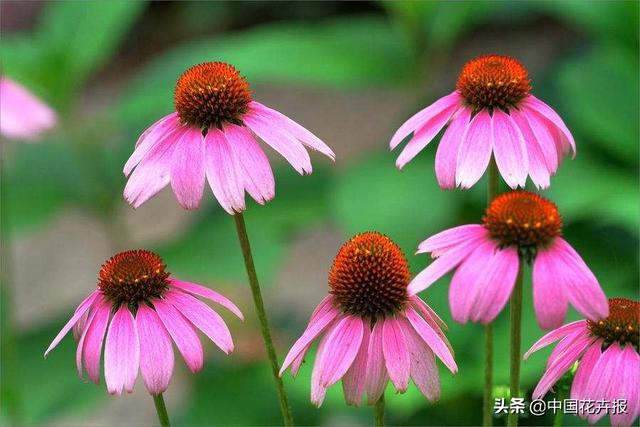 除了“三宝”，打造花园你还需要这些花花草草