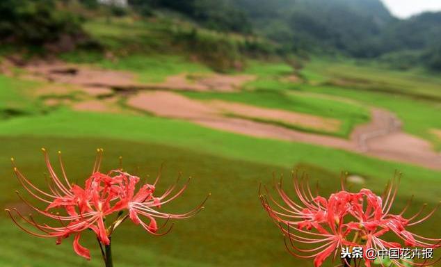 “花开不见叶，叶生不见花”，原来说的就是石蒜啊