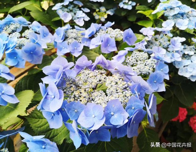 《千与千寻》里出镜率最高的这种花你认识吗？