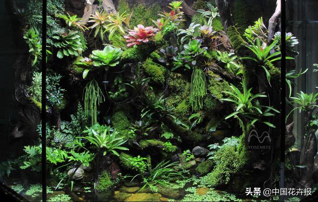搬去热带雨林不现实，那就把雨林缸带回家吧