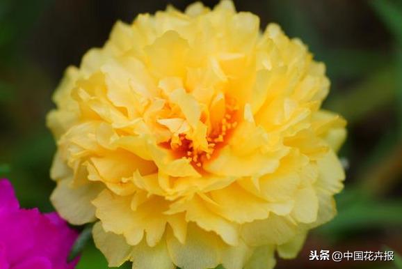 花如其名，生命力顽强到逆天的它就是“死不了”