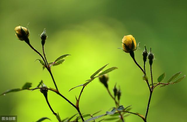 12月月季还长花苞，要不要剪掉？把握好1个要素，来年开花更多