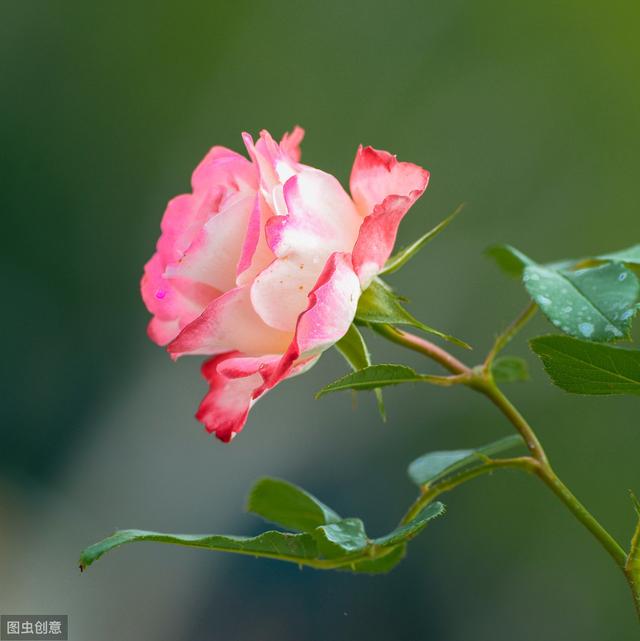 12月月季还长花苞，要不要剪掉？把握好1个要素，来年开花更多