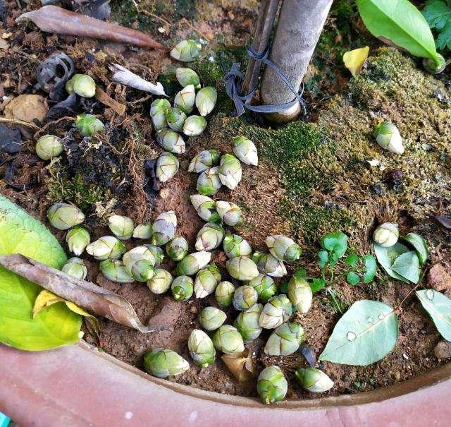 茶花花苞打不开？用上3个“土”方法，一夜绽放，满树花开