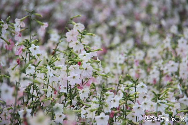 除了“三宝”，打造花园你还需要这些花花草草