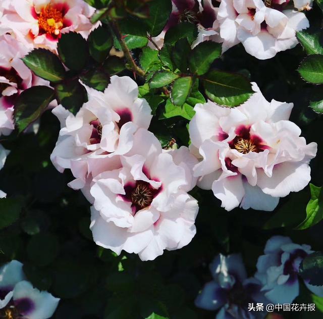 干货，请收藏！夏季月季病虫害防治小贴士