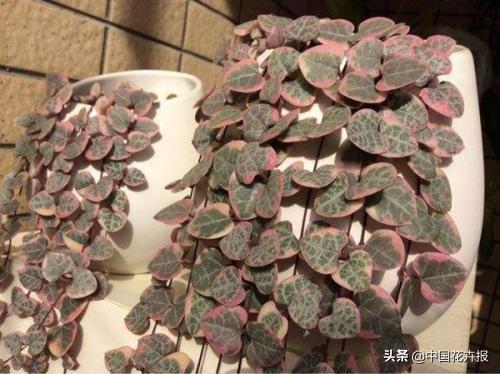 除了“三宝”，打造花园你还需要这些花花草草