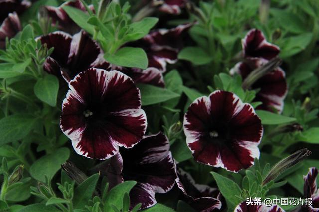 除了“三宝”，打造花园你还需要这些花花草草