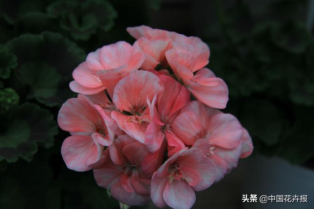 除了“三宝”，打造花园你还需要这些花花草草