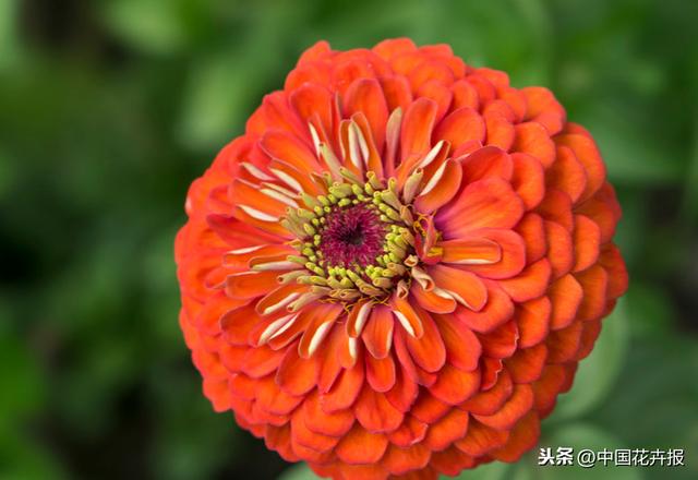 百日草也叫“步步高”，你知道为什么吗？