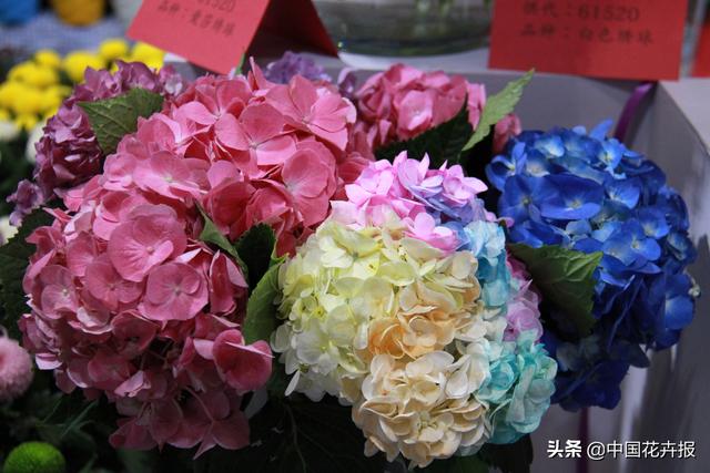 《千与千寻》里出镜率最高的这种花你认识吗？