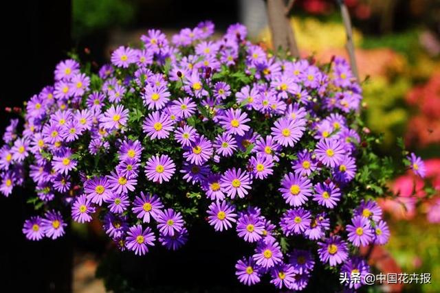 除了“三宝”，打造花园你还需要这些花花草草