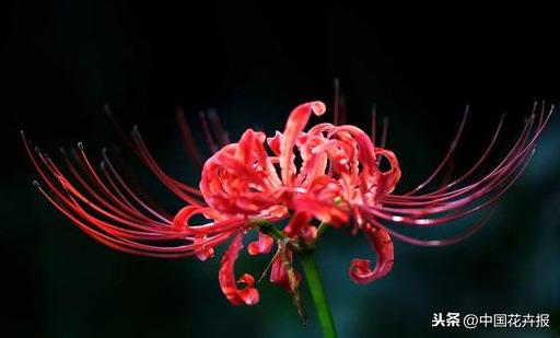 “花开不见叶，叶生不见花”，原来说的就是石蒜啊