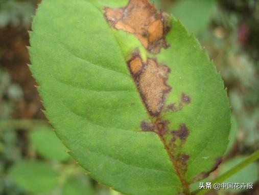 干货，请收藏！夏季月季病虫害防治小贴士