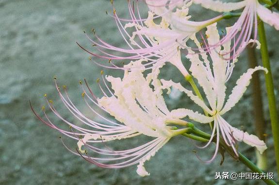 “花开不见叶，叶生不见花”，原来说的就是石蒜啊