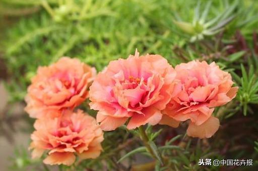 花如其名，生命力顽强到逆天的它就是“死不了”