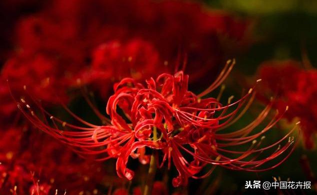 “花开不见叶，叶生不见花”，原来说的就是石蒜啊