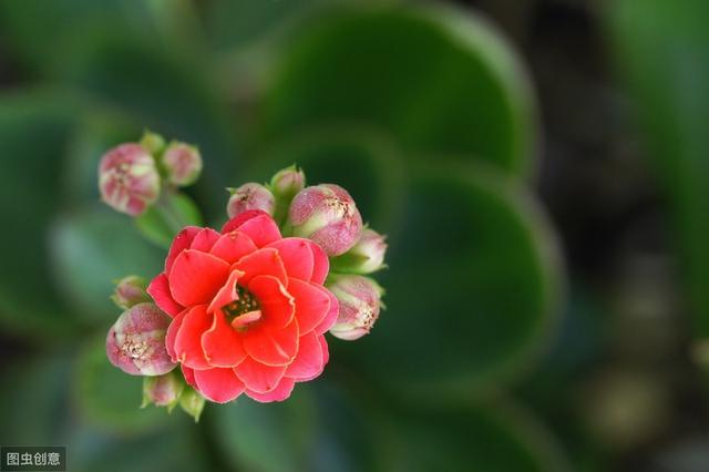 长寿花开花后，做好“4控”，花期长花色艳，轻松开满一整冬