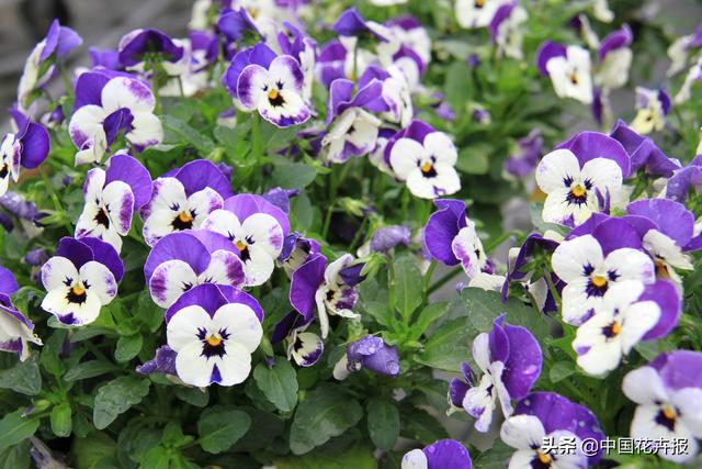 除了“三宝”，打造花园你还需要这些花花草草