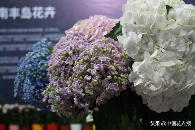 《千与千寻》里出镜率最高的这种花你认识吗？