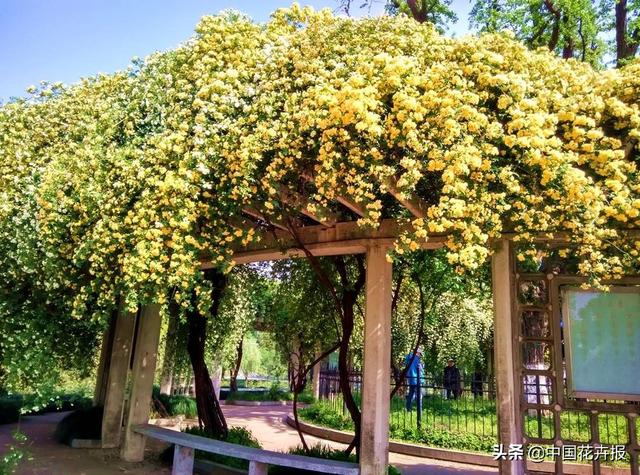除了“三宝”，打造花园你还需要这些花花草草