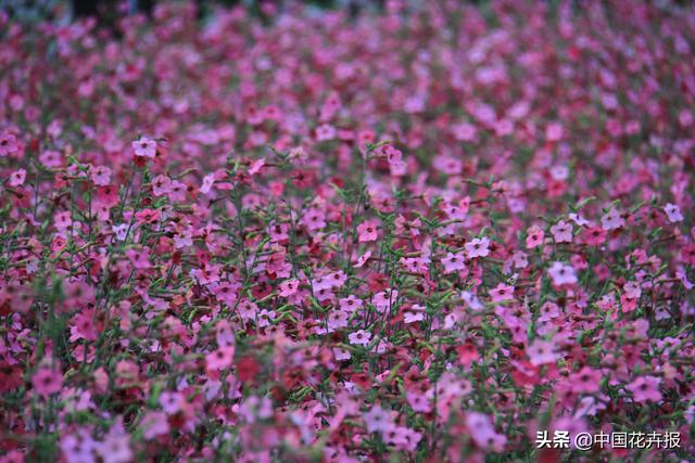 除了“三宝”，打造花园你还需要这些花花草草
