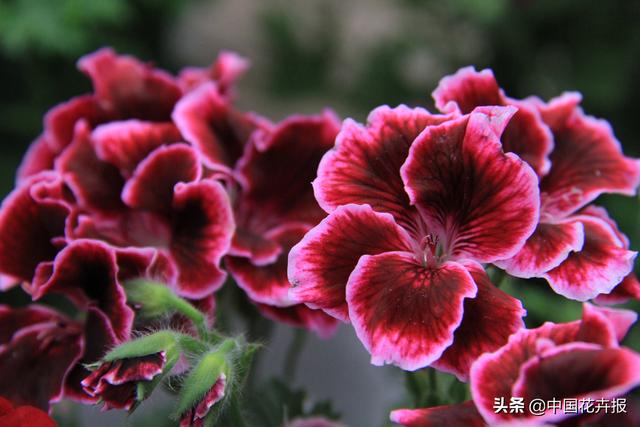 除了“三宝”，打造花园你还需要这些花花草草