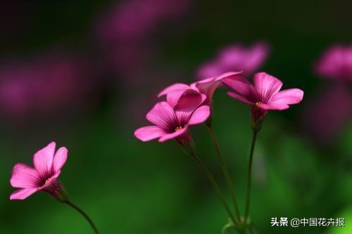 除了“三宝”，打造花园你还需要这些花花草草