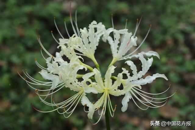 “花开不见叶，叶生不见花”，原来说的就是石蒜啊