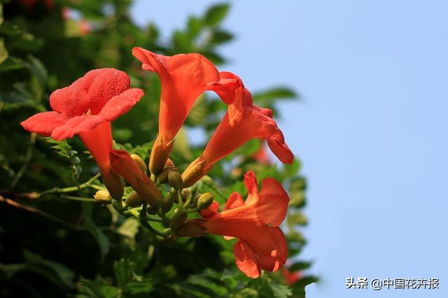除了“三宝”，打造花园你还需要这些花花草草