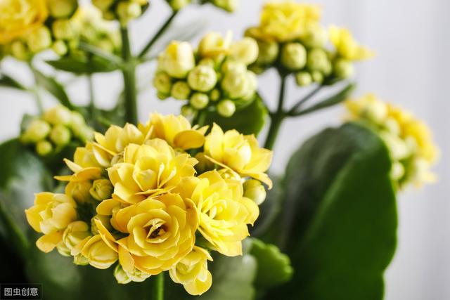 长寿花开花后，做好“4控”，花期长花色艳，轻松开满一整冬