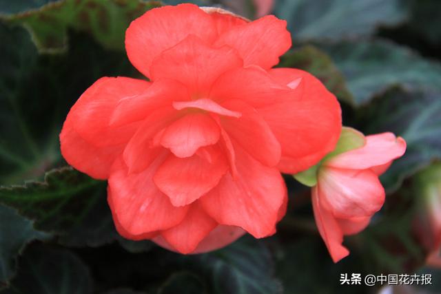 除了“三宝”，打造花园你还需要这些花花草草