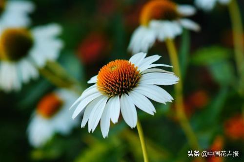 除了“三宝”，打造花园你还需要这些花花草草