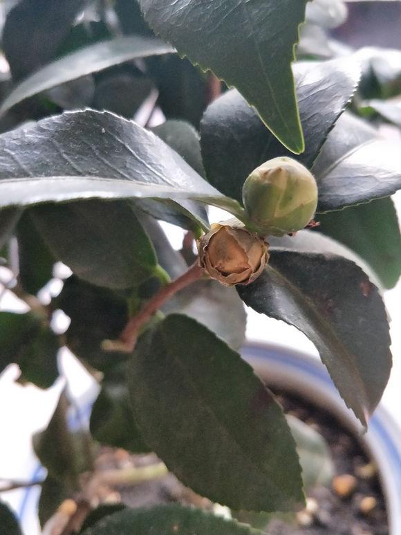 茶花花苞打不开？用上3个“土”方法，一夜绽放，满树花开
