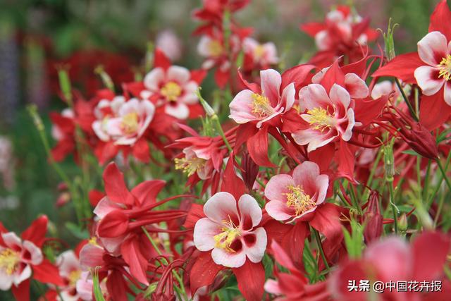 除了“三宝”，打造花园你还需要这些花花草草