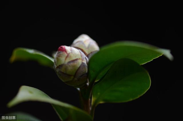 茶花花苞打不开？用上3个“土”方法，一夜绽放，满树花开