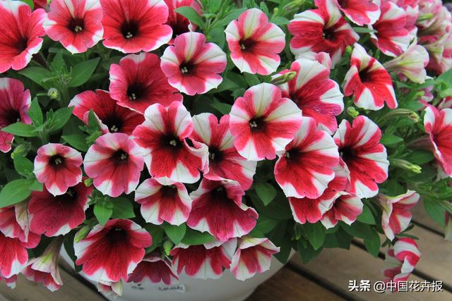 除了“三宝”，打造花园你还需要这些花花草草