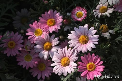 除了“三宝”，打造花园你还需要这些花花草草