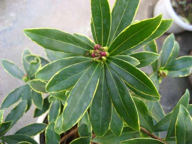 金边瑞香不开花？现在学会“虐一虐”，春节就能花满枝头