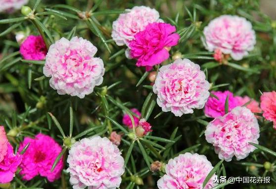 花如其名，生命力顽强到逆天的它就是“死不了”