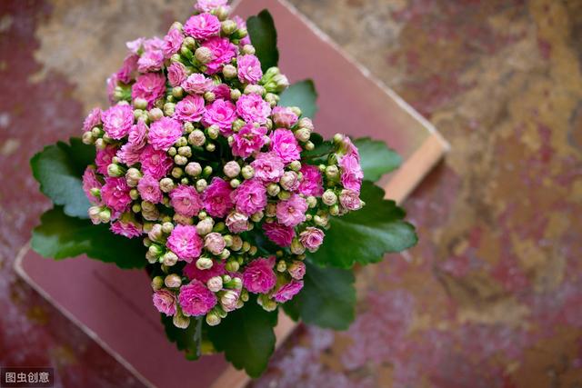 长寿花开花后，做好“4控”，花期长花色艳，轻松开满一整冬
