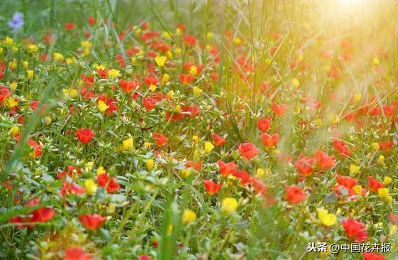 花如其名，生命力顽强到逆天的它就是“死不了”