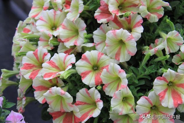 除了“三宝”，打造花园你还需要这些花花草草