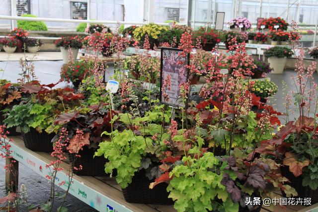 除了“三宝”，打造花园你还需要这些花花草草