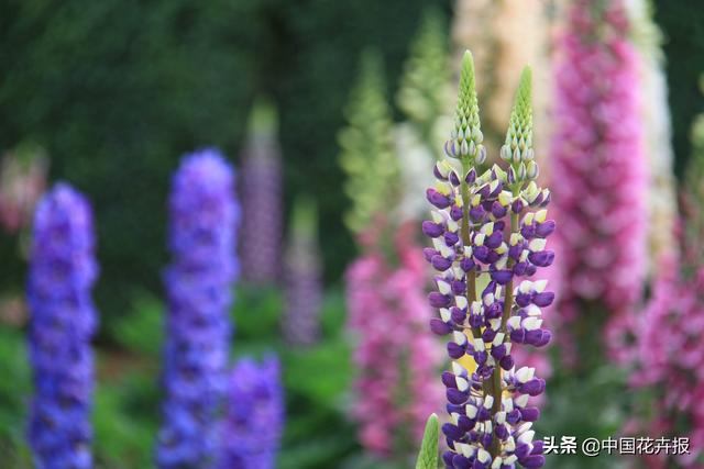除了“三宝”，打造花园你还需要这些花花草草