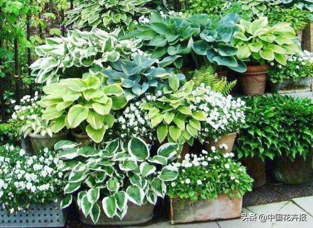 除了“三宝”，打造花园你还需要这些花花草草