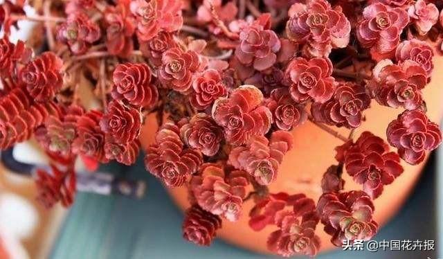 除了“三宝”，打造花园你还需要这些花花草草