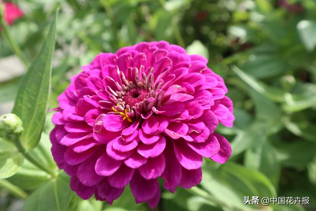 百日草也叫“步步高”，你知道为什么吗？